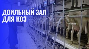 Доильный зал «ПАРАЛЛЕЛЬ 1х24» для коз и овец с командоконтроллерами Kompas 500. ООО ГАЛАКТА