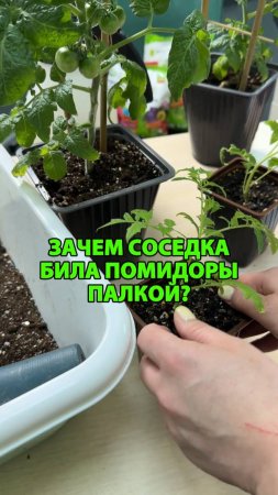 Зачем соседка била помидоры палкой