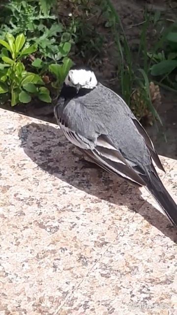 трясогузка 2 смотреть онлайн