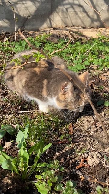 Победа над крысой. 17-04-2025