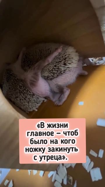 Вот это доброе утро 🦔💓