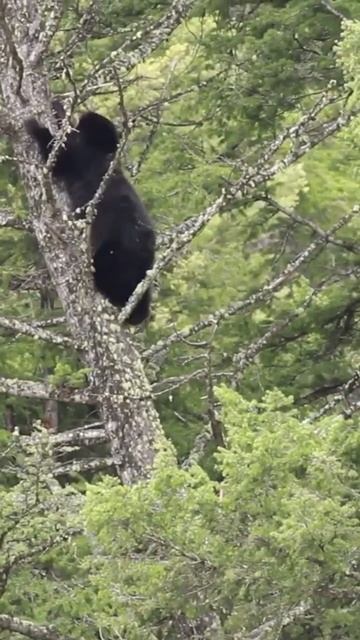 BLACK BEAR Wakes up after long nap and Climbs down a tree | #wildlife #bear #short смотреть онлайн