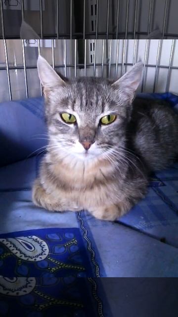 Кошка Хлоя. смотреть онлайн