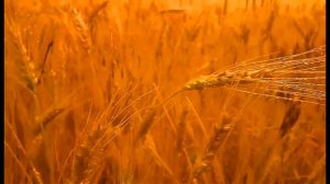 Пшеничные поля.#музыкадлядуши #инструментальнаямузыка