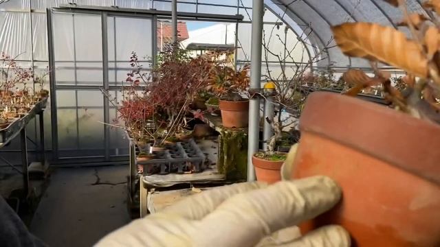 正直教えブナ盆栽やじま園@tane.bonsai Beech bonsai How to increase the number of branches on the top and the roo