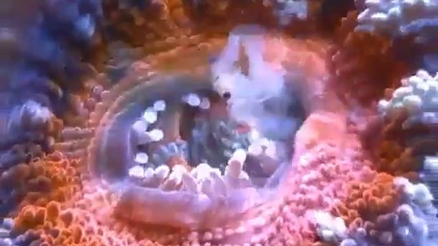 Коралл поедает креветку