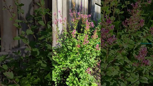 Цветёт сирень Блумеранг Пинк Парфюм смотреть онлайн