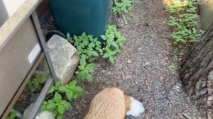 Алиса - лиса. Еду раздают