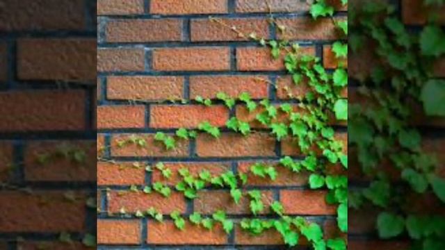 [강고 17회] 2016 봄맞이 캠페인 (1) 60고개 넘어보자 (담쟁이) смотреть онлайн