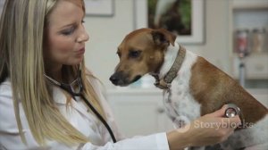 В каких случаях необходимо вызывать ветеринара на дом?