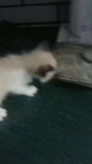 Атрезия заднего прохода смотреть онлайн