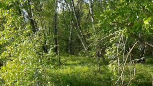 Видео про природу. Леса, поля.