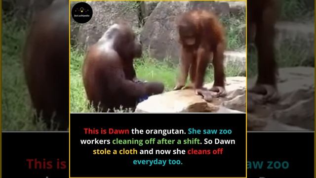This is Dawn The orangutan. She saw zoo workers cleaning off after a shit||fact. Wikipedia смотреть онлайн