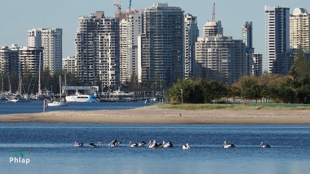 Pelican on the broadwater feeding смотреть онлайн