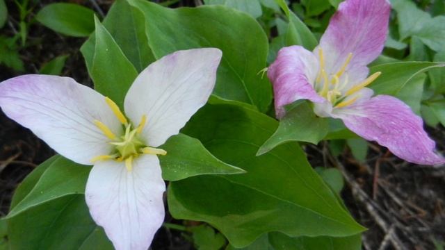 Redwood Ranger Minute: Western Trillium смотреть онлайн