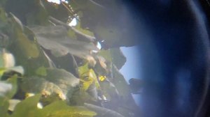 Celestron C70 Mini Mak Spotting Scope: Digiscoping Test