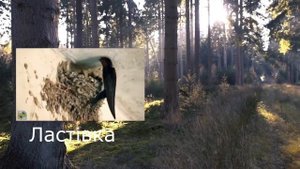 Птахи прилетіли, весну на крилах принесли