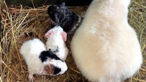 #новорожденные #морскиесвинки ДР 15/04/25 литера Л1 от Евгеники (дочь Няши и Бонуса) и Марселя