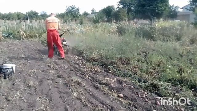 копання картоплі по бур'яну!іде як в дим👍 смотреть онлайн