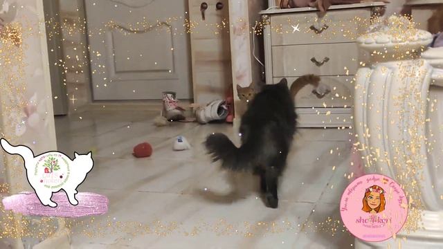 Игры маленьго котёнка - всё в рот тащим 