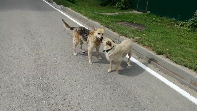 Лиза и Рыжик смотреть онлайн