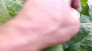 Обзор сорта табака Тернопольский 7