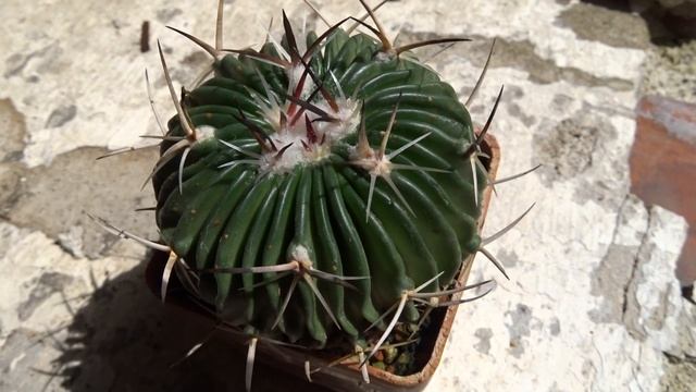 Stenocactus (K.Schum.) A.Berger spec. JaBo 42 смотреть онлайн