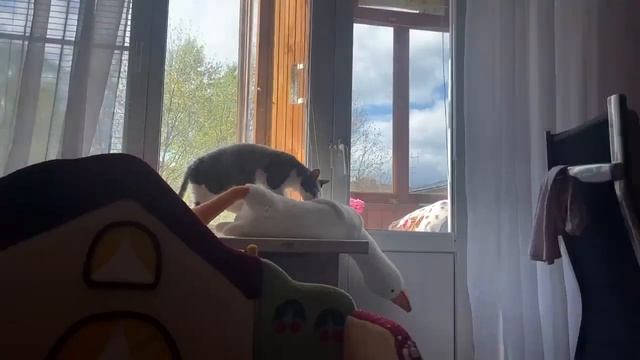 Кот похотливый извращенец / lustful pervert cat смотреть онлайн