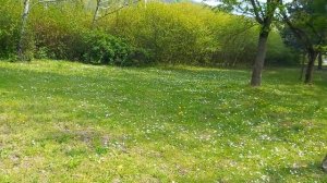 санаторий 29.04.2024 прогулочная аллея цветочки маргаритки одуванчики