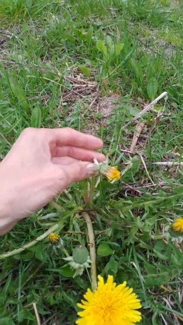 чернобильский цветочек смотреть онлайн