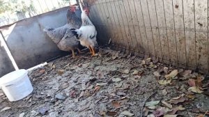 Как отучить курицу сидеть на яйцах часты 6 🐔🐔🐔