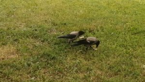 Вороны родители приучают птенцов есть самостоятельно \ Crow parents teach babies eat by themselves