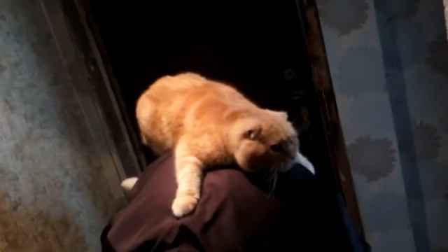 папа, не уходи!!! смотреть онлайн