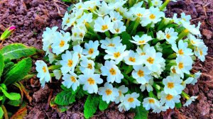 ВЕСЫ. 💎✨🎀  Ваш таро-прогноз на май 2025 года.  ⭐⭐⭐