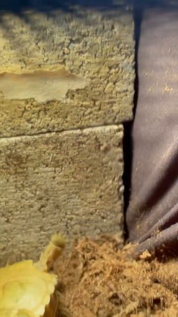 Spider Tortoise смотреть онлайн