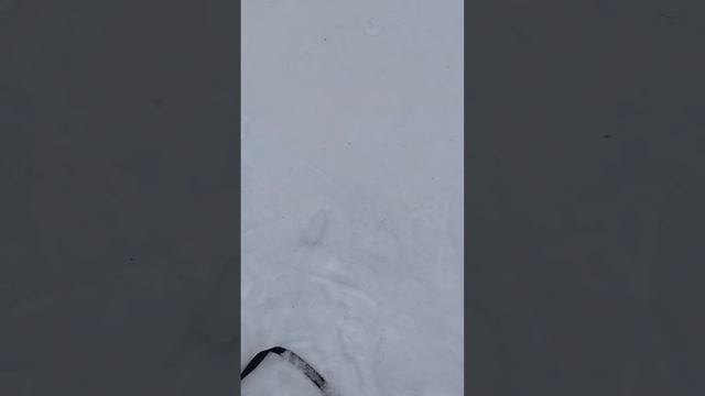 С хаски Диком на 120 метровом поводке 5.03.24 часть 2 смотреть онлайн