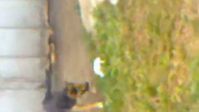 собака играет в хокей смотреть онлайн