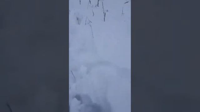 Тигра ходит по посёлку. смотреть онлайн