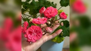 Шикарная пеларгония ТА Майская Роза ❤️