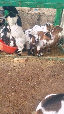 Камерунские козлята