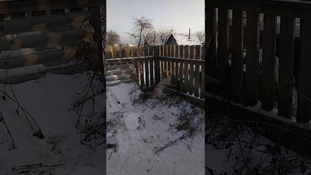 Лучший прыгун смотреть онлайн