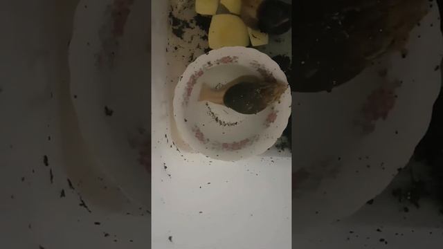 Ахатин принимает ванну смотреть онлайн