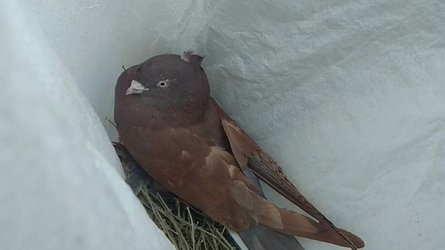 ANDIJON SOY KABUTAR BOZOR 2 декабря 2021 г.@kabutar@kabootar@pigeon@голуби смотреть онлайн