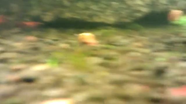 сакура смотреть онлайн