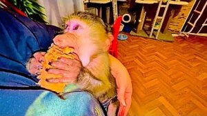 Люся со Степкой как всегда не могут поделить шишку и Степа НАШЕЛ ВЫХОД - жаловаться