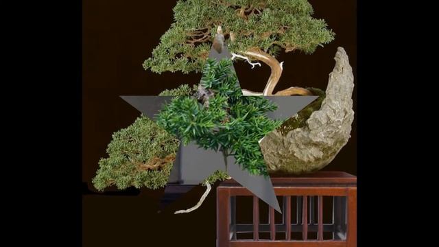 Bonsai Half or Semi Cascade - Han Kengai Styles