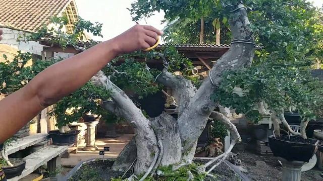 Cek harga bonsai.. dirumah Mas Reza kempas kempis.. Gudangnya bonsai serut kontes