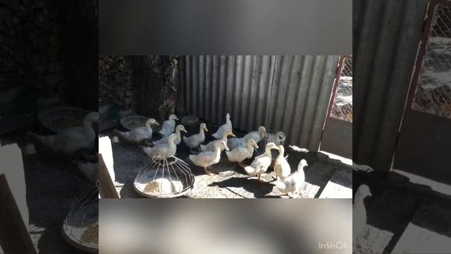 Пернатый подарочек смотреть онлайн