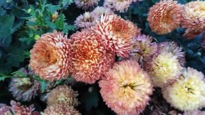 🏵️Хризантемы СУДАРУШКА🏵️🏵️🏵️в Ботаническом саду 🏵️