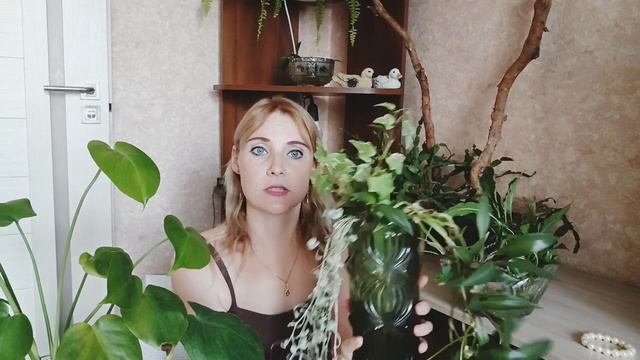 обзор комнатных цветов,зачем так выращиваю смотреть онлайн